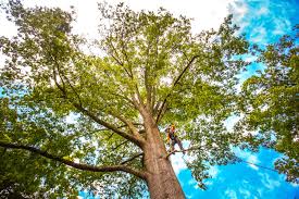 Best Seasonal Cleanup (Spring/Fall)  in Alamo, GA