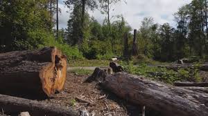 Best Tree and Shrub Care  in Alamo, GA