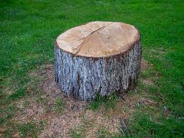 Professional Tree Care in Alamo, GA