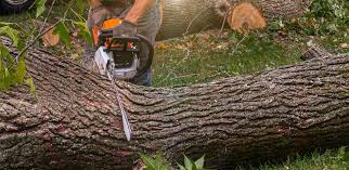 Best Fruit Tree Pruning  in Alamo, GA