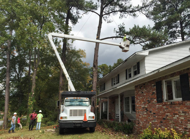 Pest Control for Lawns in Alamo, GA