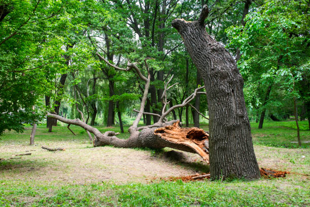 Lawn Renovation and Restoration in Alamo, GA