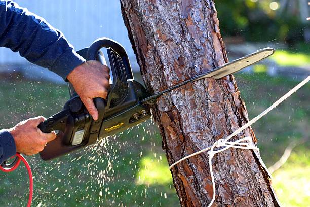 Best Lawn Pest Prevention  in Alamo, GA