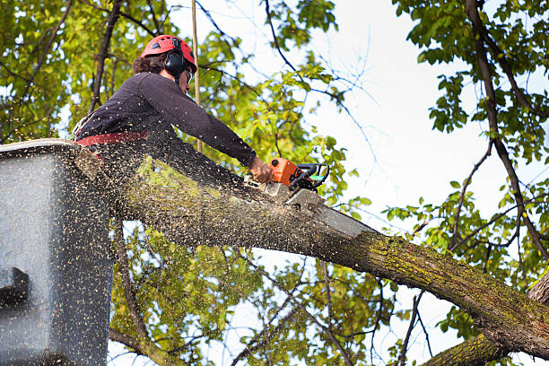 Best Tree Trimming and Pruning  in Alamo, GA
