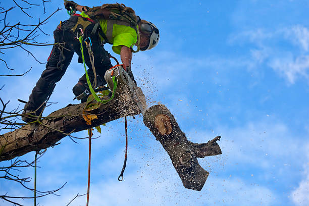 Best Hazardous Tree Removal  in Alamo, GA