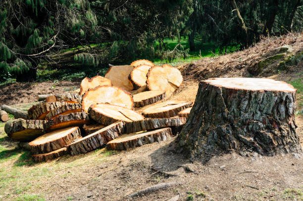 Best Emergency Tree Removal  in Alamo, GA